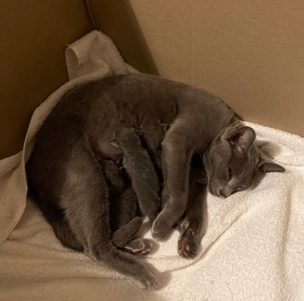 Blossom with newborn kittens